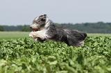 BEARDED COLLIE 045